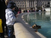 Лондон (London), Букингемский дворец (Buckingham Palace). Утки в удивительно чистом фонтане перед дворцом – совсем непуганые, могут есть с рук.