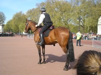 Лондон (London), Букингемский дворец (Buckingham Palace). Конный английский полицейский на площади перед дворцом.