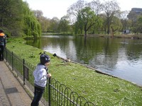 Лондон (London), парк св. Джеймса (St. James's Park). Зелень, пруд, живность… лепота!..