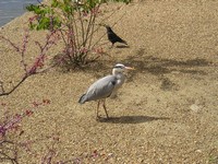 Лондон (London), парк св. Джеймса (St. James's Park). Важная цапля на прогулке.