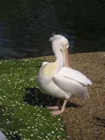 Лондон (London), парк св. Джеймса (St. James's Park). На тамошнем пруду водятся даже пеликаны. Только гуляющим настоятельно рекомендуется их НЕ кормить (аналогичных рекомендаций по другим птицам замечено не было).