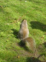 Лондон (London), парк св. Джеймса (St. James's Park). На уговоры повернуться мордочкой к объективу фотоаппарата белка не поддалась. 🙁