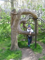 Лондон (London), парк св. Джеймса (St. James's Park). Какая-то загогулина из живого дерева.