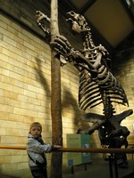 Лондон (London), Музей естествознания (the Natural History Museum). Один из вымерших млекопитающих (extintc mammal), такой маленький и безобидный! 😊