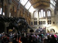 Лондон (London), Музей естествознания (the Natural History Museum). Скелет диплодока в холле секции динозавров – это, как выяснилось, всего лишь копия. 🙁