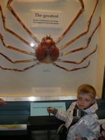 Лондон (London), Музей естествознания (the Natural History Museum). Самый большой из ныне живущих крабов. Кто там хотел поохотиться на него, чтобы к пиву? 😊
