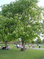 Лондон (London), Гайд-парк (Hyde Park). Цветущий каштан и вообще всё зелено.