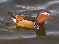 Лондон (London), Гайд-парк (Hyde Park). Утка-мандаринка с удивительно яркой и красивой окраской. Раньше я видел её только в советском атласе «Человек и мир».