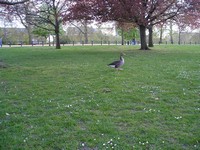 Лондон (London), Гайд-парк (Hyde Park). Гусь, за которым Ратмир очень долго гонялся, чтобы сфотографировать поближе.