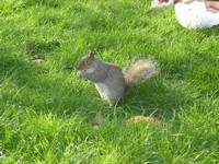 Лондон (London), Гайд-парк (Hyde Park). В отличие от гуся, белка спокойно подпустила меня близко, ибо ей не до боязни, когда отдыхающие насыпали рядом с ней целую горку орехов. 😊