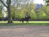 Лондон (London), Гайд-парк (Hyde Park). Ещё один конный полицейский. См. экспресс-видеопанораму примерно этого же места.