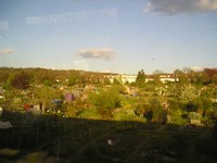 Где-то между городками Пёрли (Purley) и Пёрли Оукс (Purley Oaks). Вид из электрички на странное подобие того, что у нас называется «дачами» (только у них это правильнее называть огородами, так как домиков на участках нет).
