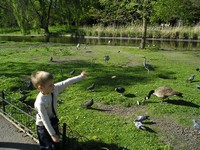 Лондон (London), Регент-парк (Regent's Park). Просто птичий базар какой-то: голуби, гуси, цапли, утки, ещё какие-то странные птицы.