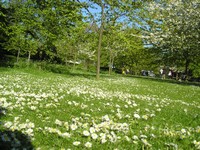 Лондон (London), Регент-парк (Regent's Park). Ромашек не просто много – я, наверное, столько вообще нигде не видел. Красота!..