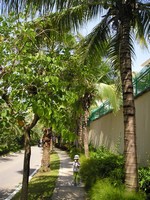 Гостинично-жилой комплекс Aloha Oceanfront Suite Resort. Тенистая аллея к выходу с территории – спасение на пути к автобусной остановке в жару.