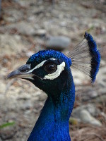 Царь-птица (Pavo).