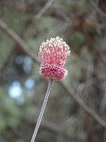 Лук – «барабанная палочка», также известный как лук аметистовый (Allium amethystinum).