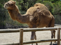 Верблюд одногорбый, также известный как дромадер (Camelus dromedarius), как-то не очень равномерно подстриженный.