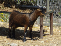 Карликовый козёл (Capra pumilionum) похож на козлёнка обычного (Capra hircus).