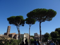 Вид со смотровой площадки Палатина (Mons Pălātīnus) на… нет, не на сосны пинии (Pinus pinea), а на Новый монастырь святой Марии (Monastero Santa Maria Nova) с его высокой колокольней XII века и на Колизей (Colosseus).