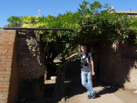 Я в тени зелени древнеримских развалин, точнее, Римского форума (Forum Romanum).