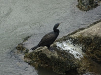 Предположительно, большой баклан (Phalacrocorax carbo) на берегу Тибра (Tiberis).
