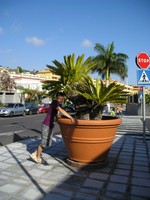 Пуэрто-де-Сантьяго (Puerto de Santiago), улица Хуана Мануэля Капдевьелье (и) Святого Мартина (Calle Juan Manuel Capdevielle San Martin). «Вы не любите горшечные растения? Да вы просто нормальных размеров не видели! 😁