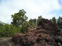 Национальный парк Тейде (Parque nacional del Teide). Жизнь, даже если всего лишь растительная – это такая живучая штука, что будет бороться до последнего.