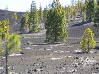 Национальный парк Тейде (Parque nacional del Teide). Очень необычные пейзажи (никогда ранее ничего подобного не видел), очень красивые.