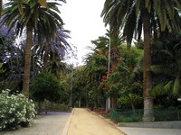 Санта-Круз-де-Тенерифе (Santa Cruz de Tenerife), парк Гарсия Санабрия (Parque Garcia Sanabria). Парковая аллея.