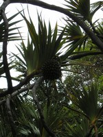 Санта-Круз-де-Тенерифе (Santa Cruz de Tenerife), парк Гарсия Санабрия (Parque Garcia Sanabria). Какой-то (пальмовый?) плод (плоды?).