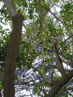 Санта-Круз-де-Тенерифе (Santa Cruz de Tenerife), парк Гарсия Санабрия (Parque Garcia Sanabria). Ещё какие-то тропические плоды.