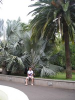 Санта-Круз-де-Тенерифе (Santa Cruz de Tenerife), парк Гарсия Санабрия (Parque Garcia Sanabria). «Не в Африке, не в Африке под пальмою сидит…»