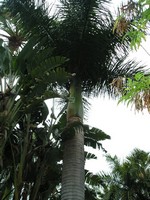 Санта-Круз-де-Тенерифе (Santa Cruz de Tenerife), парк Гарсия Санабрия (Parque Garcia Sanabria). Внизу – старый ствол пальмы кольцами, вверху – нарастающий новый ствол, гладкий, зелёный.