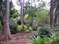 Санта-Круз-де-Тенерифе (Santa Cruz de Tenerife), парк Гарсия Санабрия (Parque Garcia Sanabria). Парковые «джунгли» со следами человеческой деятельности.