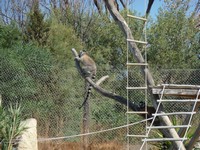 Зоопарк Friguia Park. Лемуры: пока один на страже, второй отдыхает.