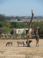 Зоопарк Friguia Park. Концентрированный кусочек Африки.