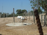 Зоопарк Friguia Park. Саблерогие антилопы.