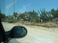 Дорога на юг из зоопарка Friguia Park. В некоторых местах гигантские кактусы растут вдоль дороги настолько плотной стеной, что вполне служат оградой полей от нежеланных посетителей.