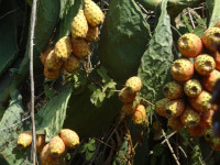 В повести братьев Стругацких «Пикник на обочине» есть вот такая (самая) известная цитата: «Счастье для всех, даром, и пусть никто не уйдёт обиженным!» – так вот, если перефразировать её применительно к Турции (в данном случае) или Египту (тоже применимо), то фотографию можно описать вот как: «Съедобные кактусы для всех, даром, и пусть никто не уйдёт обиженным!» 😁 – а называются эти кактусы опунции, ну или тин шоуки в Египте.