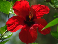 Все девочки любят цветочки, но все ли их различают? 😉 У меня вот с этим совсем плохо, но я оправдаюсь тем, что я не девочка. 😃 Жду ответов от девочек: что это за цветок?