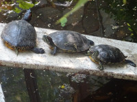 Черепашки-ниндзя: Леонардо, Донателло, Микеланджело и… «Мужики! Где Рафаэль?!» 😁