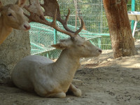 Олени – это не только люди такие 😁, но ещё и животные, например, сохатые.