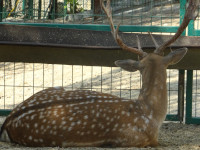 Олени – это не только люди такие 😁, но ещё и животные, например, пятнистые как Бэмби.