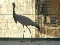 Журавль-красавка, или просто красавка, или малый журавль (Grus virgo) в (зоо)парке реки Манавгат (Manavgat).