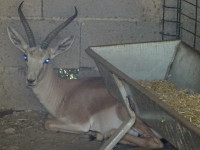 Антилопа-киборг (анонс нового героя фильма «Терминатор 7» (хотя я и выход «Терминатора 6» как-то пропустил…)).