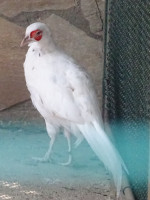 Белый ушастый фазан (Crossoptilon crossoptilon) в (зоо)парке реки Манавгат (Manavgat).