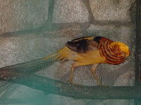 Красавец золотой фазан (Chrysolophus pictus). Это именно самец потому, что в их мире не самки числятся прекрасным полом, а именно самцы (самки довольно «серенькие»), так сказать, метросексуалы. 😁