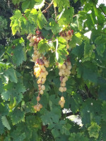 Лежишь такой на шезлонге у бассейне, а над тобой зреет такой виноград. И будь ты русским, дотянулся бы сорвать… 😋 но изобилие «всё включено» не позволяет. 😁