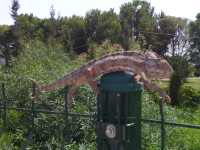 Удивительно и то, что животное смогло приспособиться к человеческому сетчатому забору (посмотрите, как ловко и даже грациозно хам ползёт по нему!), но забыло подобрать к нему более зелёный цвет (наверное, благодаря этому мы его и заметили).